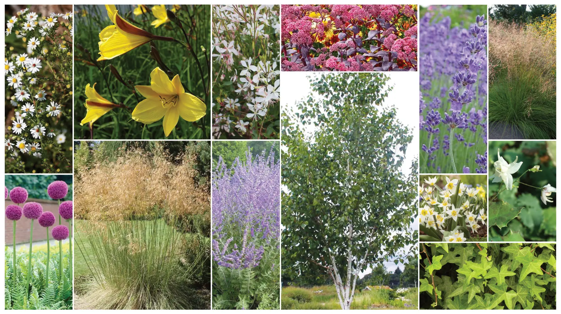 Palette vegetale massif naturaliste contemporain Barr vivaces graminees arbustes