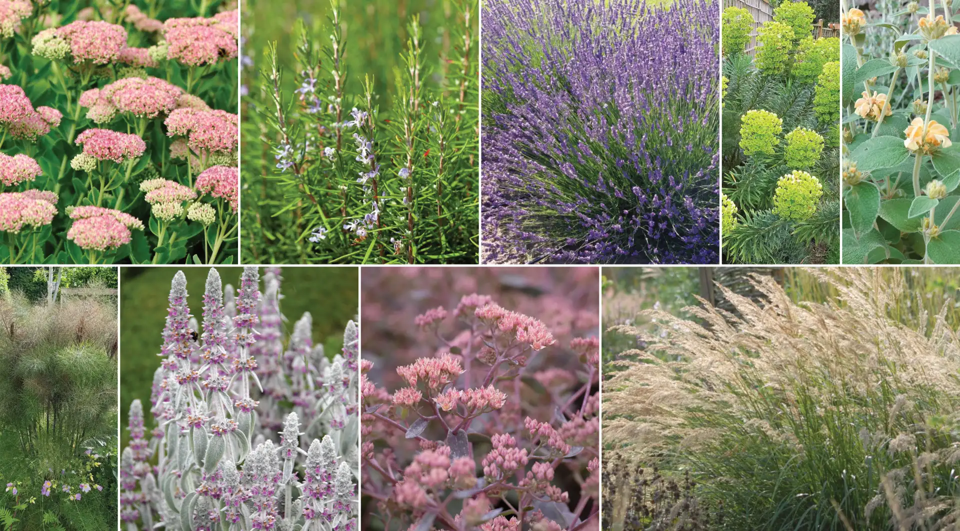 Planche d'ambiance pour un massif de jardin sec mêlant vivaces et graminées colorées adaptés à la sécheresse.